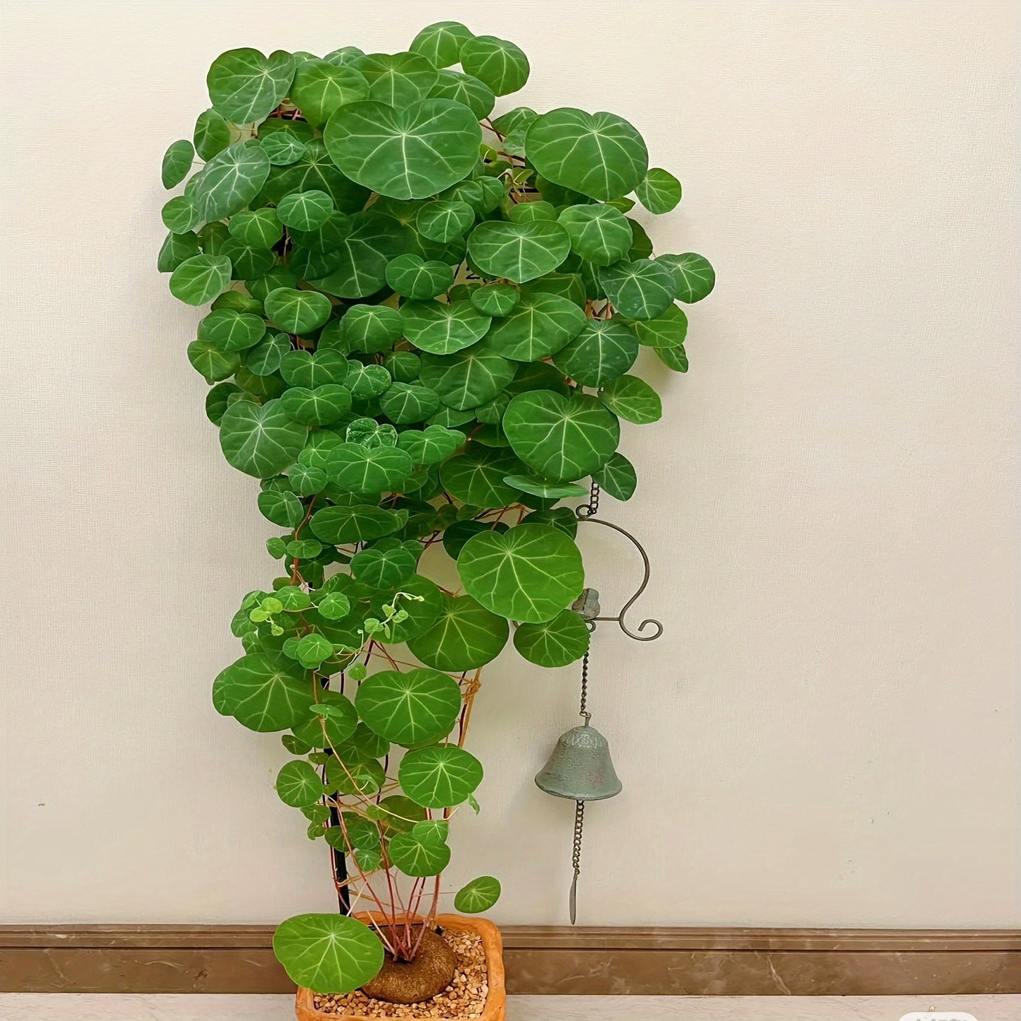 Dried Rattan Plant - Sacred Prayer Plant for Home Decoration, Brings Good Luck and Prosperity, Evergreen All Year Round