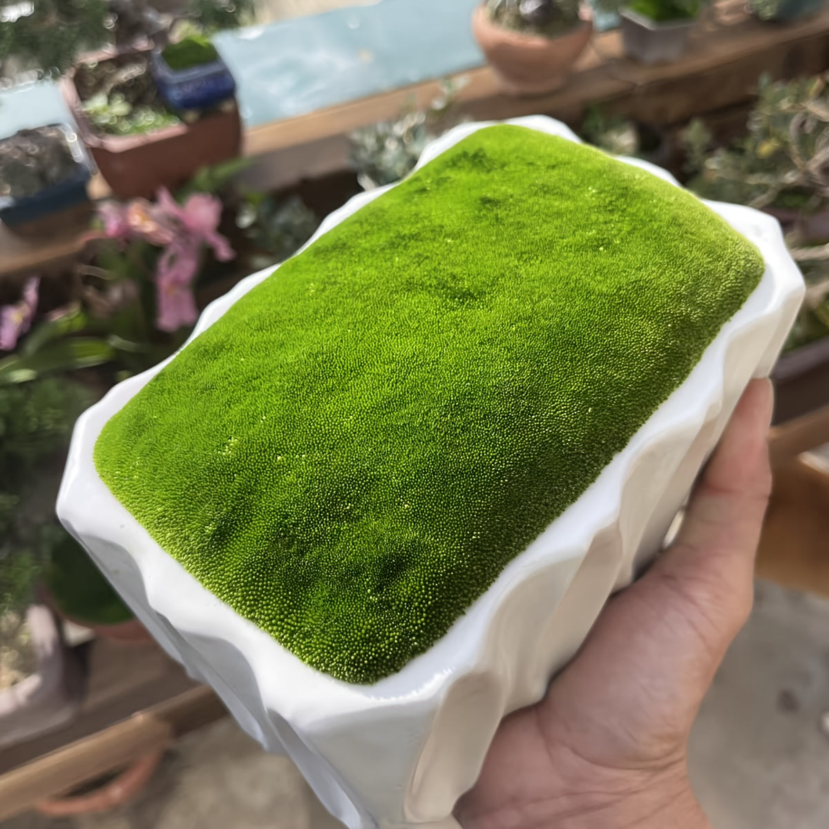 Living Moss Carpet with Moss Spore Powder - Immortal Micro Landscape Rockery Plants for Home and Garden