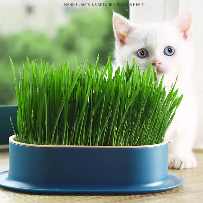 Hydroponic Pet Cat Sprout Dish: Greenhouse Grow Box for Cat Grass Germination - Digestion Starter Pot, Reusable and Eco-Friendly