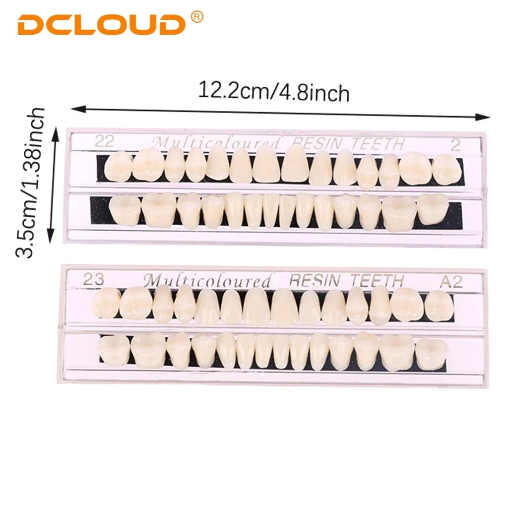 15 Pack Resin Denture Teeth Set – Polymer Dental Training Models for Education, Research & Laboratory Practice