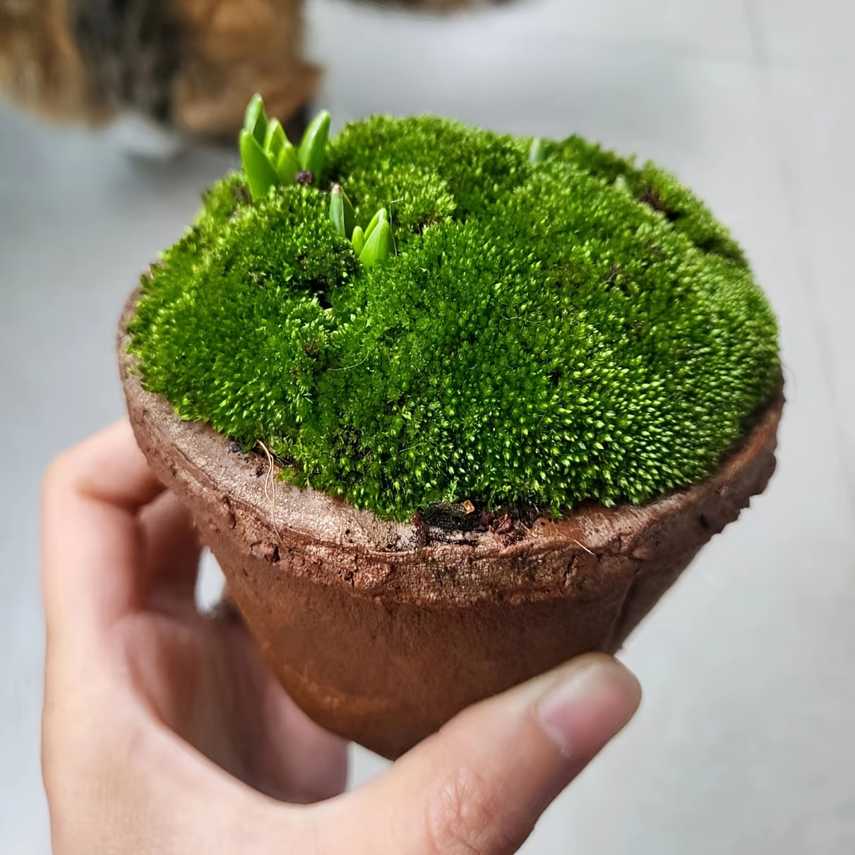 Living Moss Carpet with Moss Spore Powder - Immortal Micro Landscape Rockery Plants for Home and Garden