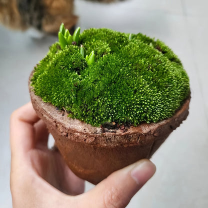Living Moss Carpet with Moss Spore Powder - Immortal Micro Landscape Rockery Plants for Home and Garden