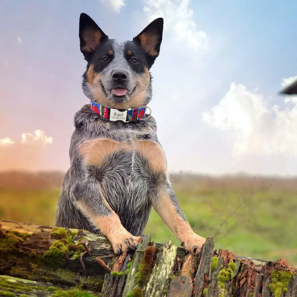 Adjustable Nylon Dog & Cat Collar – Personalized ID Collar with Engraved Name Buckle, Anti-Lost for Small, Medium & Large Pets
