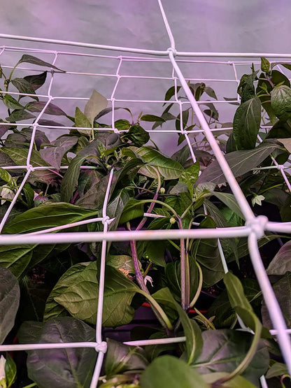 4'' Mesh Trellis Netting for Grow Tents – Elastic ScrOG/LST/HST Plant Support with Hooks, Grow Box Kit for Low Stress Training