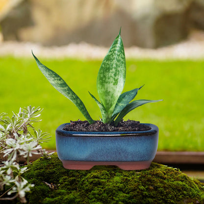 Ceramic Round Plant Pot - Succulent & Orchid Planter with Drainage Holes for Indoor & Outdoor Decor