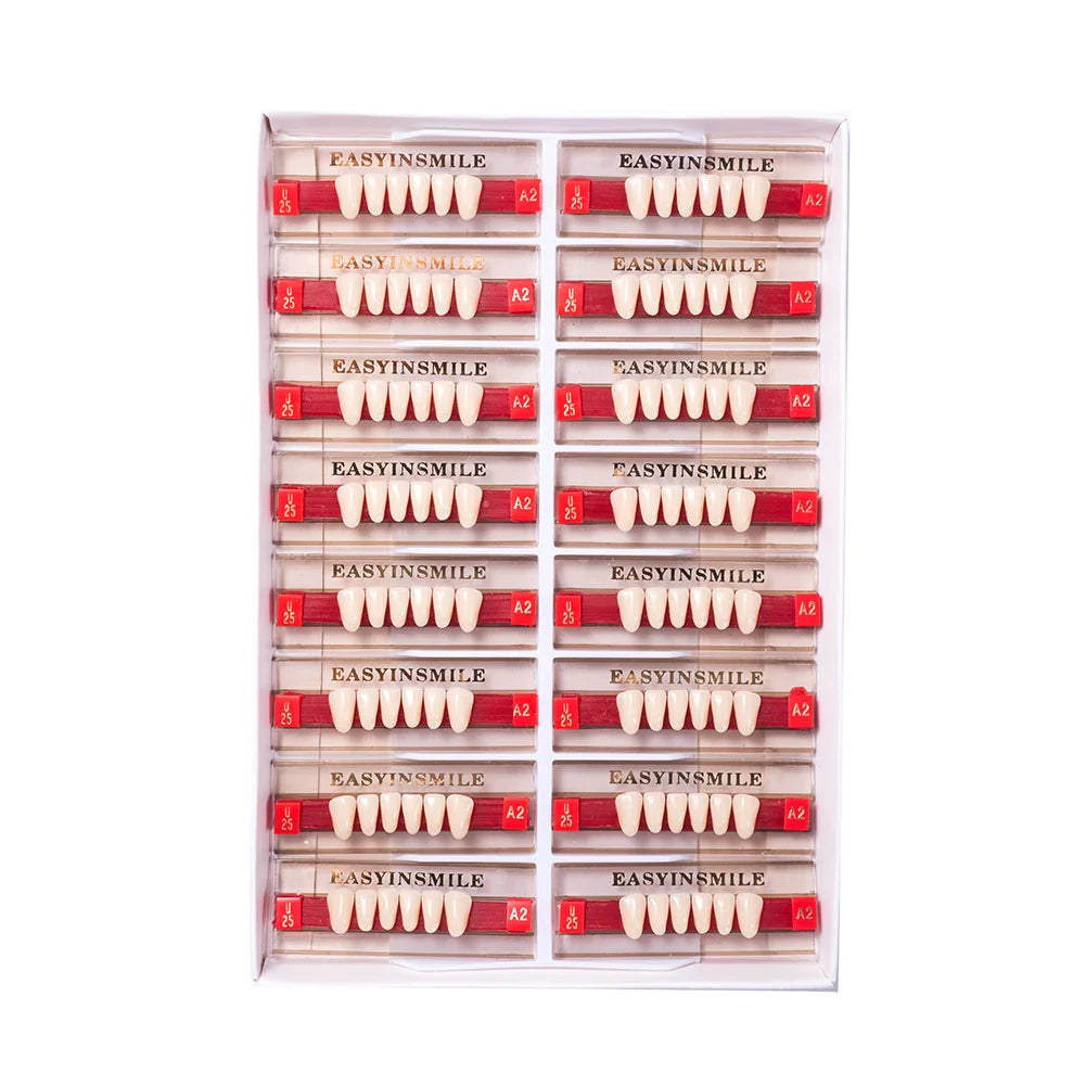 16/12 Set Dental Denture Teeth Model Kit, Upper & Lower Anterior Synthetic Polymer Teeth A2 A3 for Dental Education & Training
