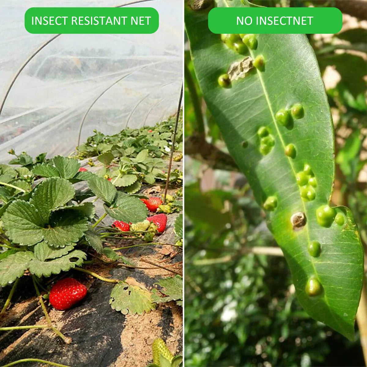 Insect Netting – Heavy Duty Woven Mesh, Heat Resistant Bug Net for Garden, Protect Vegetables, Plants, and Fruit (1PC)