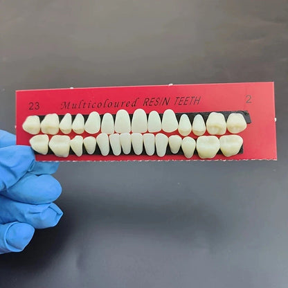 28pcs Dental Training Resin Teeth Model Set, Permanent Denture Practice Kit for Dentistry Technician Education & Teaching Props