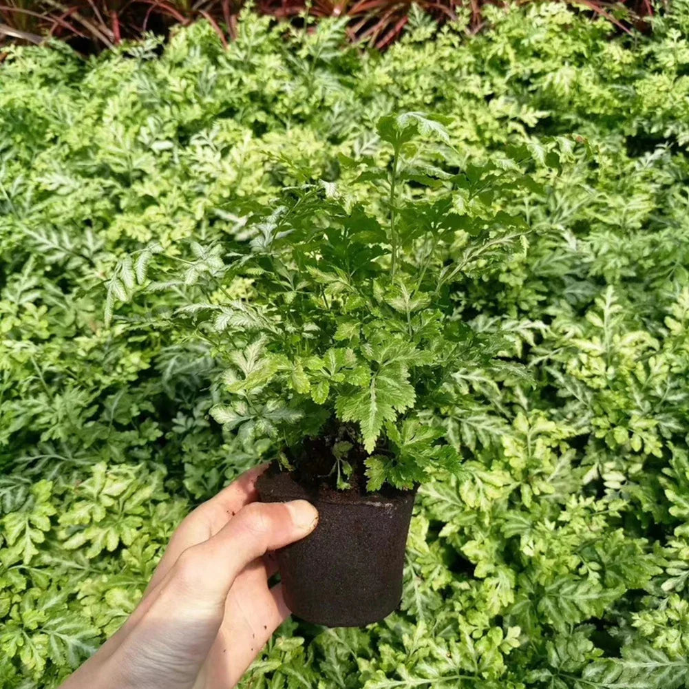 50pcs Seed Root Growth Sponges – Soilless Seedling Starter Plugs for Hydroponic Flowers and Plants