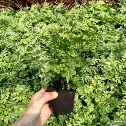 50pcs Seed Root Growth Sponges – Soilless Seedling Starter Plugs for Hydroponic Flowers and Plants