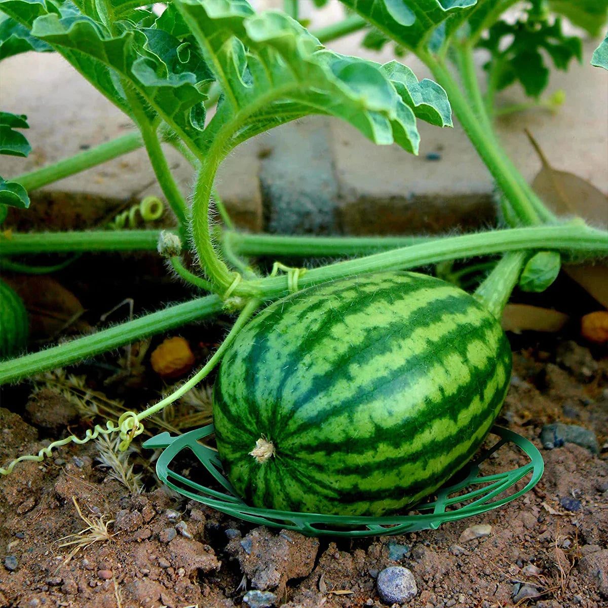10-Piece Watermelon Stand Fruit Support Basket - Vegetable Plant Tray Rack for Melons, Squash, Pumpkins, and More - Protective Holder