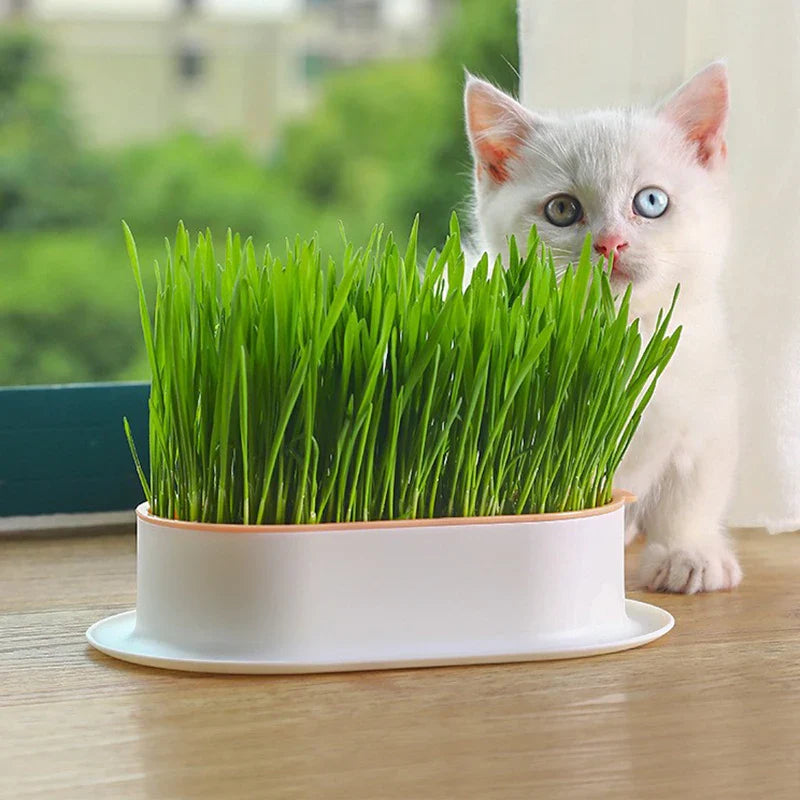 Creative Cat Snack Hydroponic Seedling Tray - Reusable Garden Catnip Growing Pot, Perfect Pet Supply for Feline Enthusiasts