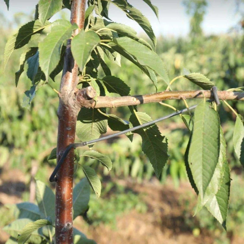 10PCS Fruit Tree Branches Holder - Plant Support Frame for Yard - Fruit Tree Branch Spreader - Branch Fixer