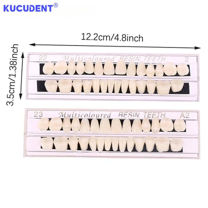 28-Teeth Resin Denture Set – Synthetic Dental Teaching Model for Education, Training & Permanent Teeth Practice Material