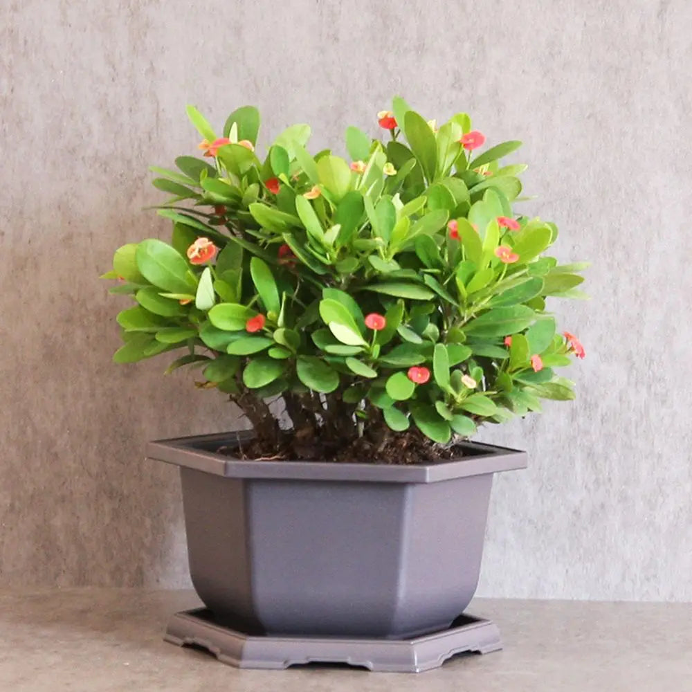 Hexagon Flower Pots – Succulent Box Planter, Plant Container for Home & Office Decor