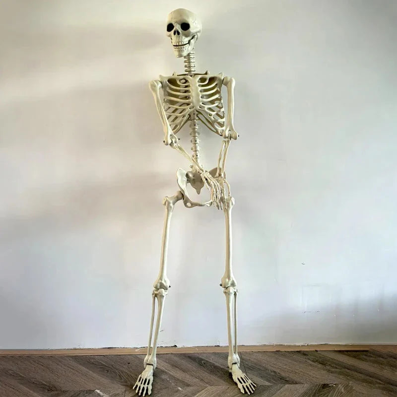Halloween Life Size Human Skeleton Decoration — Realistic Body Bones with Posable Joints for Haunted House Horror Props
