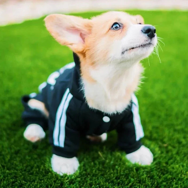 Stylish Pet Jumpsuit for French Bulldogs, Chihuahuas, and Pugs - Comfortable Dog Clothing for Small to Medium Breeds