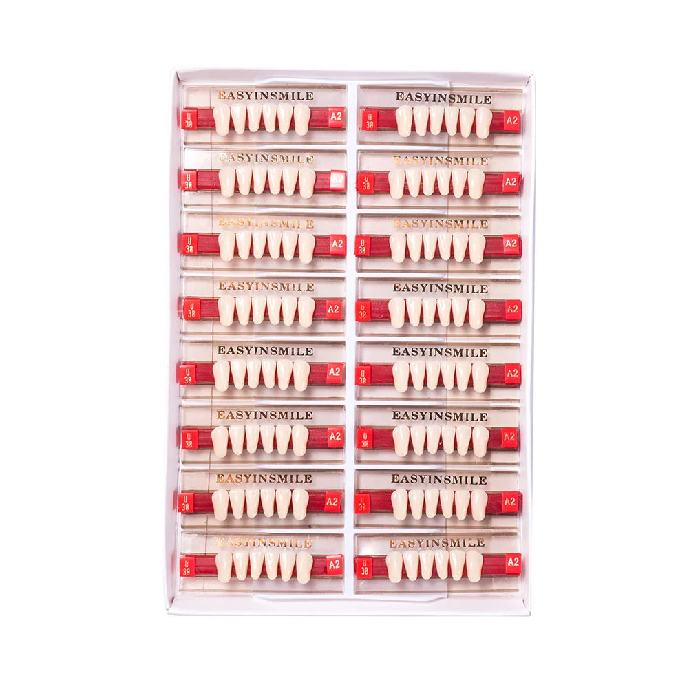 16/12 Set Dental Denture Teeth Model Kit, Upper & Lower Anterior Synthetic Polymer Teeth A2 A3 for Dental Education & Training