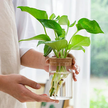 1pc Transparent Hydroponic Flower Pot: Glass Soilless Planting Potted Green Plant - Home Vase Decoration