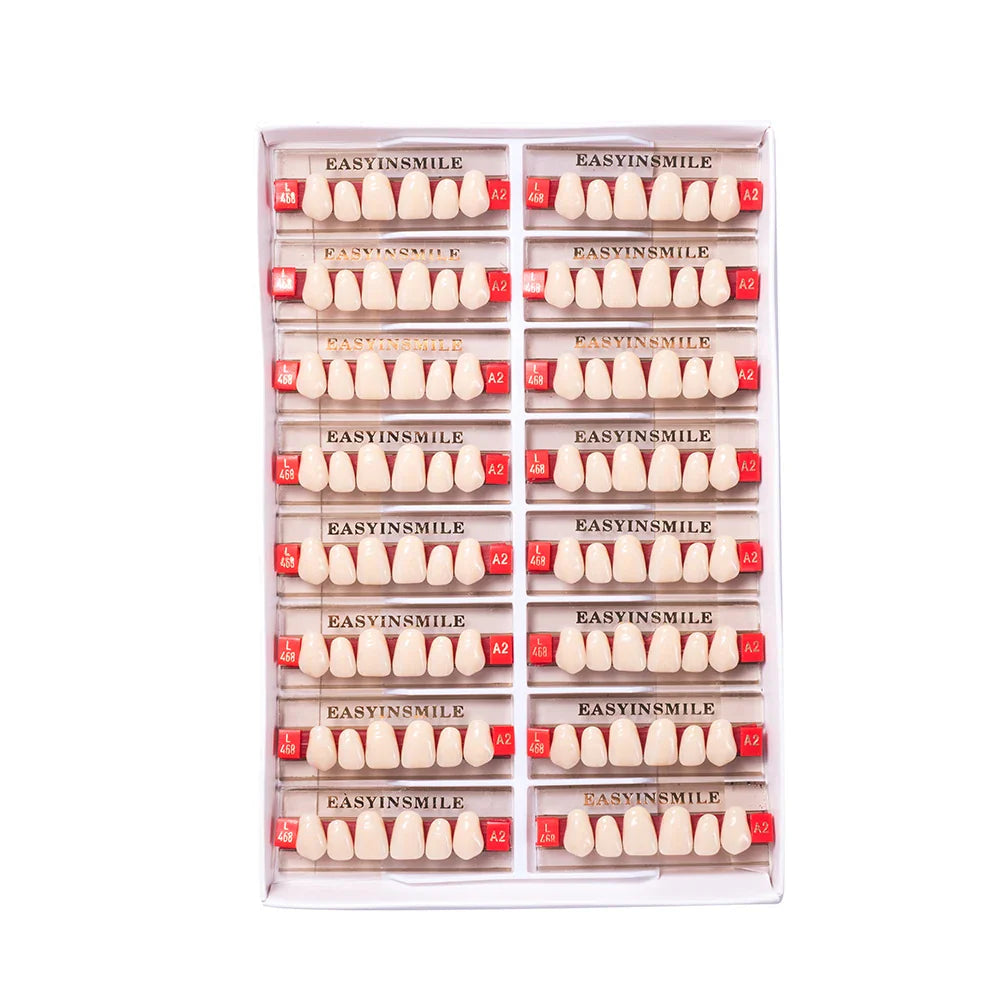 16/12 Set Dental Denture Teeth Model Kit, Upper & Lower Anterior Synthetic Polymer Teeth A2 A3 for Dental Education & Training