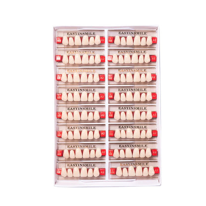 16/12 Set Dental Denture Teeth Model Kit, Upper & Lower Anterior Synthetic Polymer Teeth A2 A3 for Dental Education & Training