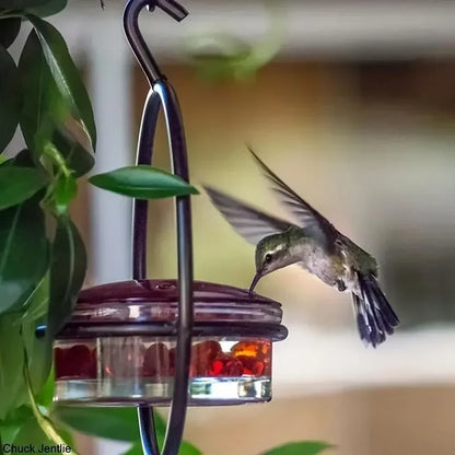 Circular Hanging Hummingbird Feeder – Water Feeder for Birds, Perfect for Gardens and Courtyard Bird Supplies