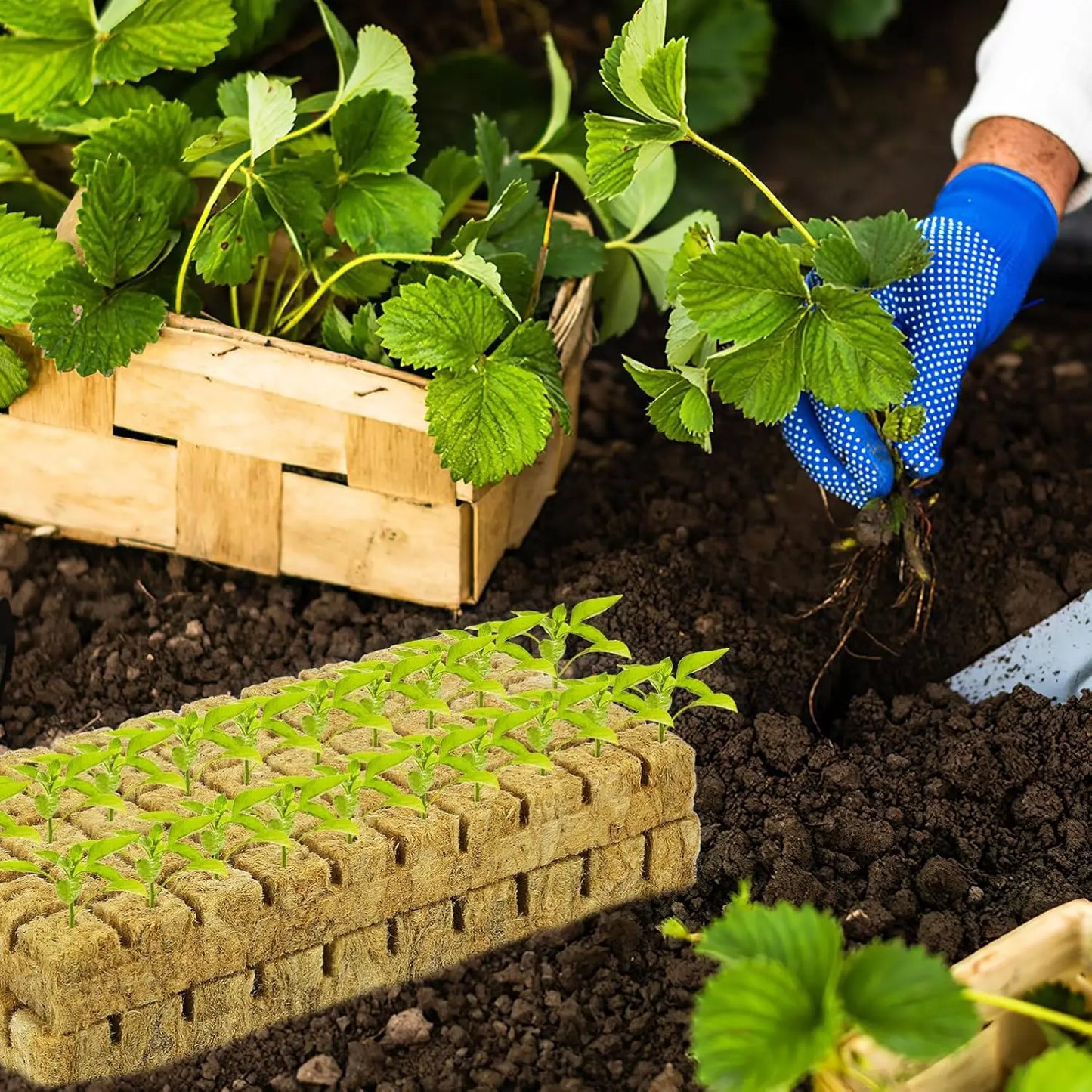 Sponge Block Starter Plugs — Rockwool Grow Cubes for Seedlings, Hydroponics & Plant Propagation