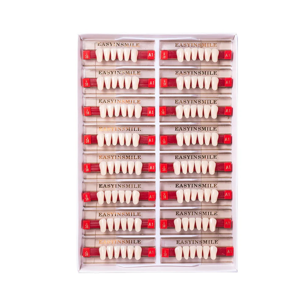 16/12 Set Dental Denture Teeth Model Kit, Upper & Lower Anterior Synthetic Polymer Teeth A2 A3 for Dental Education & Training