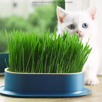 Hydroponic Pet Cat Sprout Dish: Greenhouse Grow Box for Cat Grass Germination - Digestion Starter Pot, Reusable and Eco-Friendly
