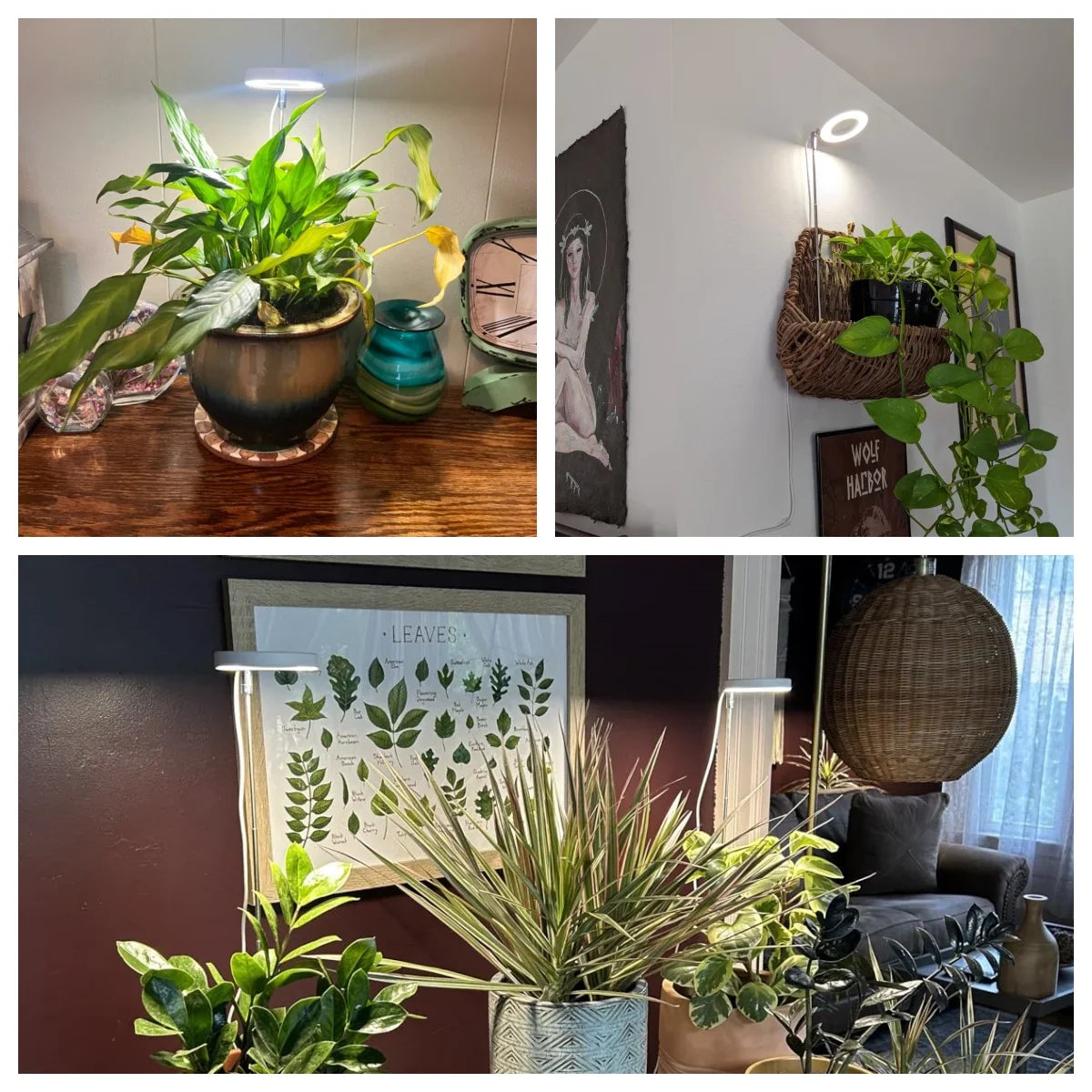 Full Spectrum Indoor Solar LED Growth Light - Four Gear Dimming for Fleshy Plants, Flower & Floor Telescopic Fill Light