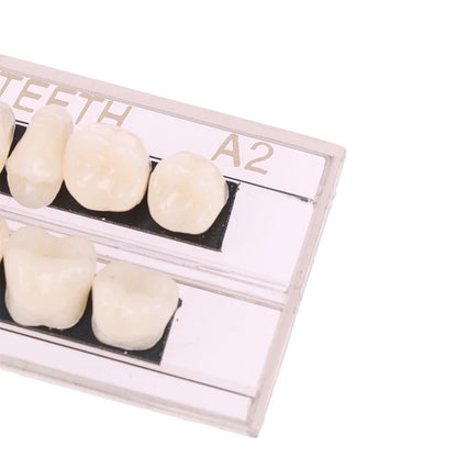 Dental Teeth Teaching Model – Professional Oral Care Training & Dental Material Tool