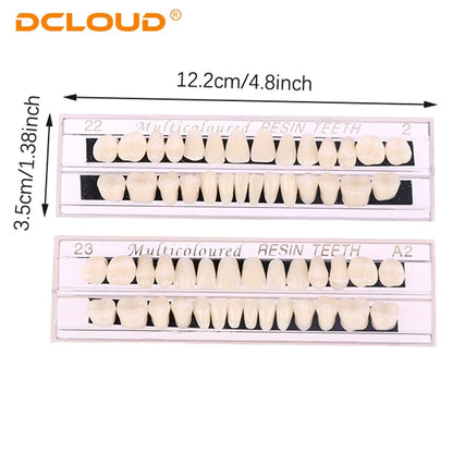 15 Pack Resin Denture Teeth Set – Polymer Dental Training Models for Education, Research & Laboratory Practice