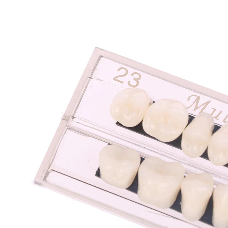Dental Teeth Teaching Model – Professional Oral Care Training & Dental Material Tool