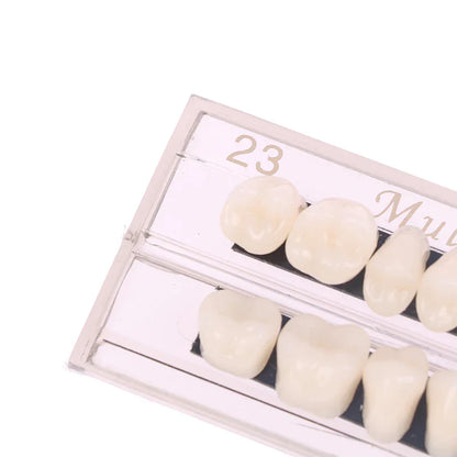 Dental Teeth Teaching Model – Professional Oral Care Training & Dental Material Tool