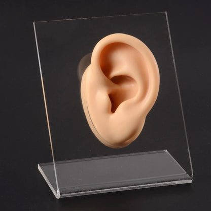 Soft Silicone Ear Model Display Stand – Tattoo Practice & Body Piercing Jewelry Holder with Acrylic Earring Display Kit for Training & Showcase