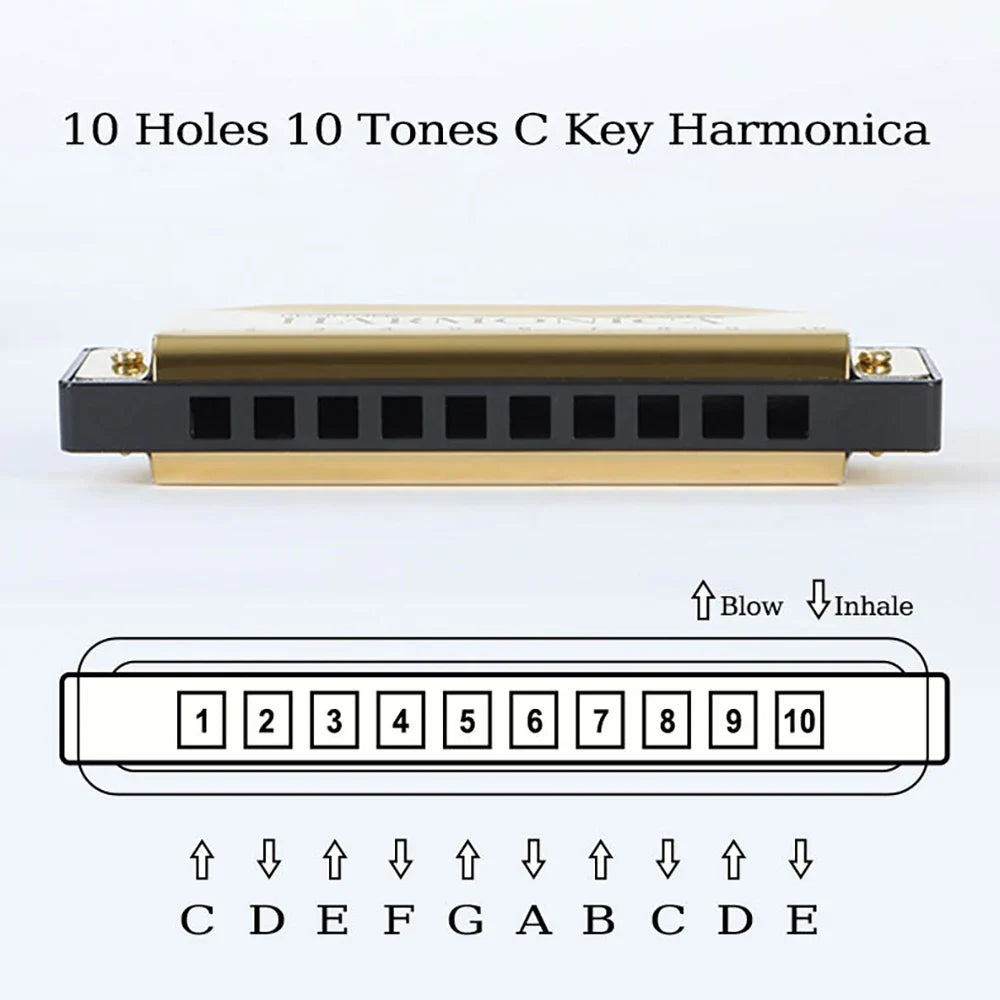 10-Hole C Diatonic Harmonica - Phosphor Bronze Beginner Mouth Organ with Case Kit