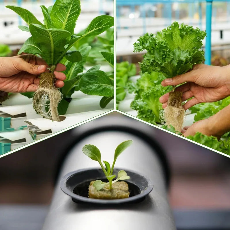 50pcs Stonewool Hydroponic Grow Media Cubes 25x25x25mm - Ideal Soilless Substrate for Seedlings and Plants