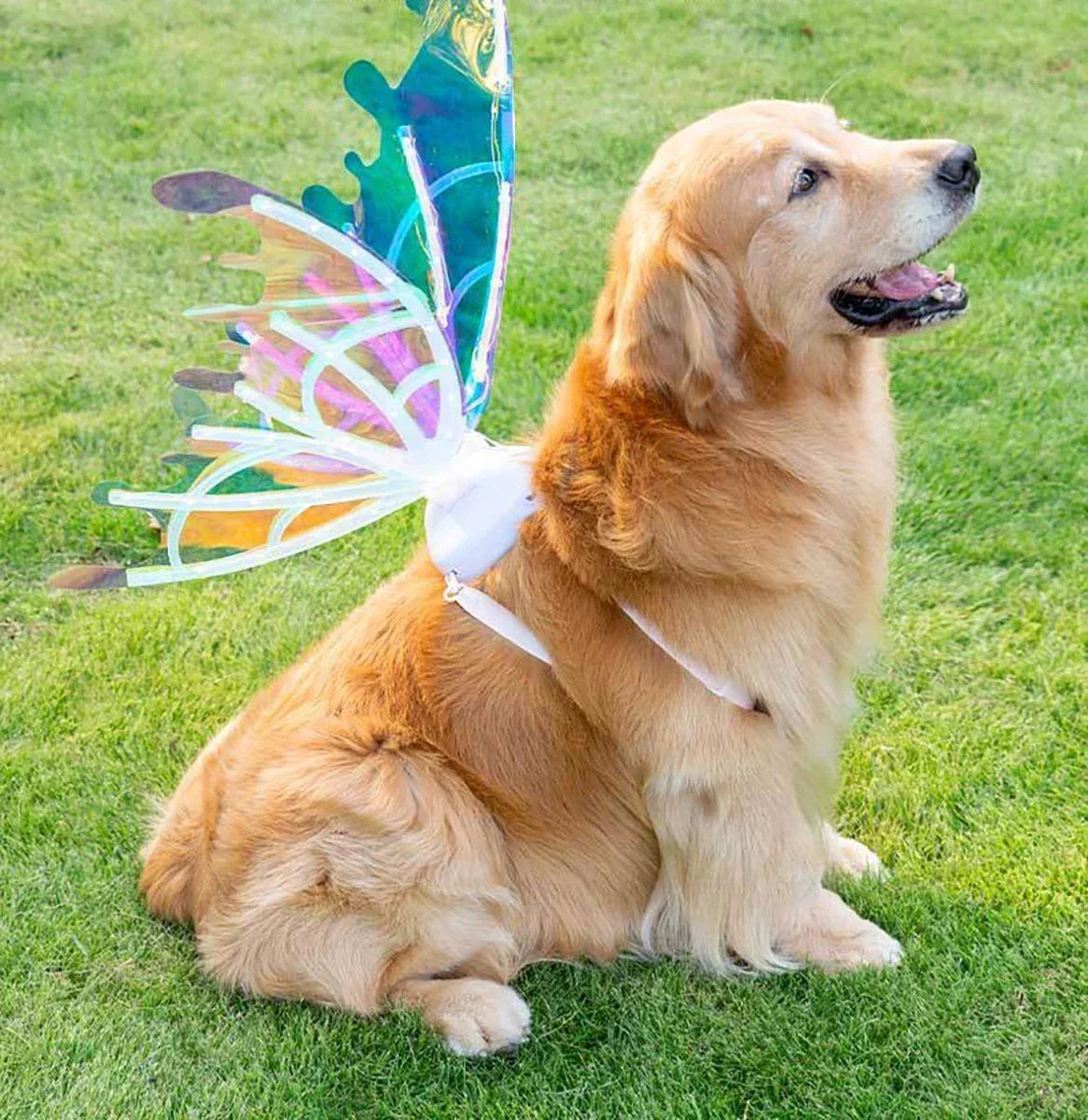 Electric Luminous Butterfly Wings Toy – Fairy Back Accessory for Dogs & Pets