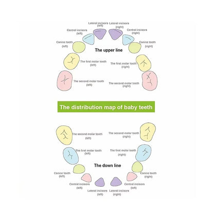 Wooden Baby Tooth & Fetal Hair Storage Box – Keepsake Souvenir Box for Baby Teeth and Hair, Tooth Fairy Collection Box