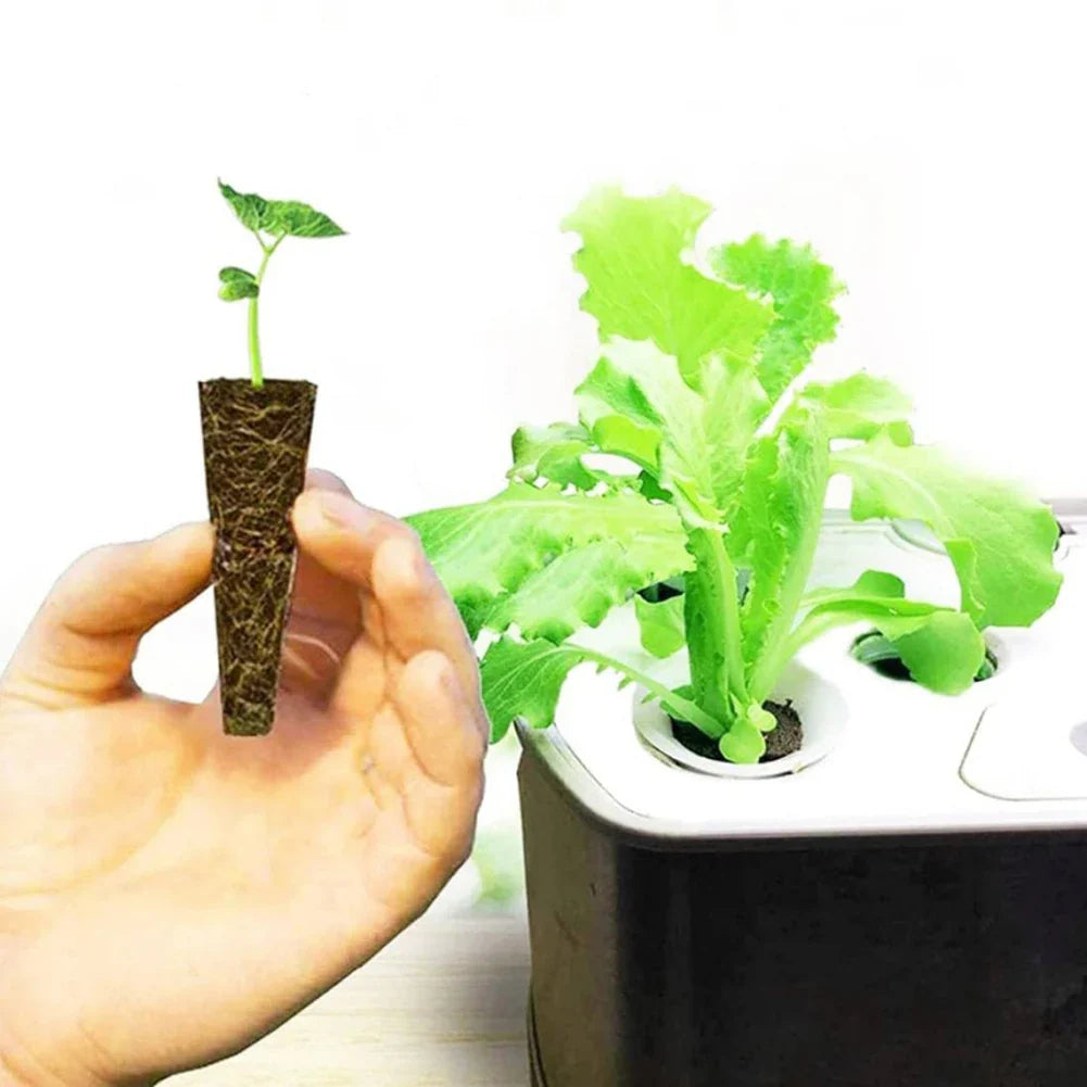 50pcs Seed Root Growth Sponges – Soilless Seedling Starter Plugs for Hydroponic Flowers and Plants