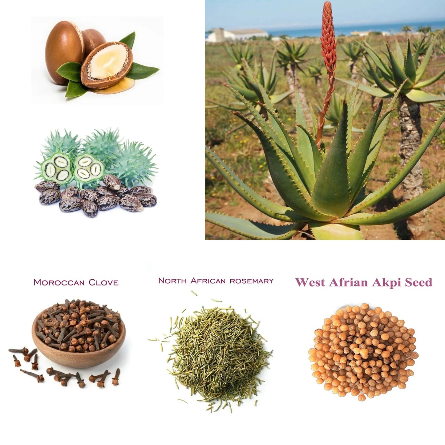 Artisanal African Traditional Layden Nourish Oil 50ml - Moisture Locking, Scalp & Hair Roots Strengthening