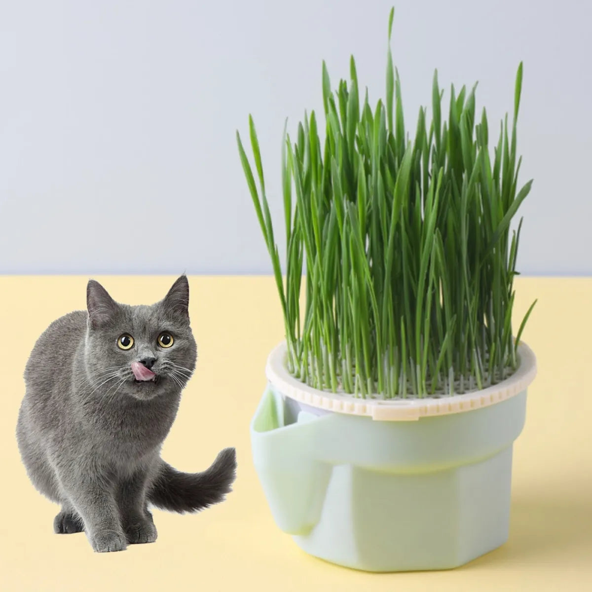 Hierarchical Design Cat Grass Cultivation Cup - Reusable Catnip Growing Container with Soilless Cultivation for Seed Germination Tray