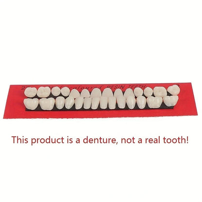 28pcs Dental Training Resin Teeth Model Set, Permanent Denture Practice Kit for Dentistry Technician Education & Teaching Props