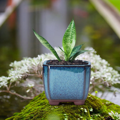 Ceramic Succulent Flower Pot - Ventilated Planter for Indoor & Outdoor Plants