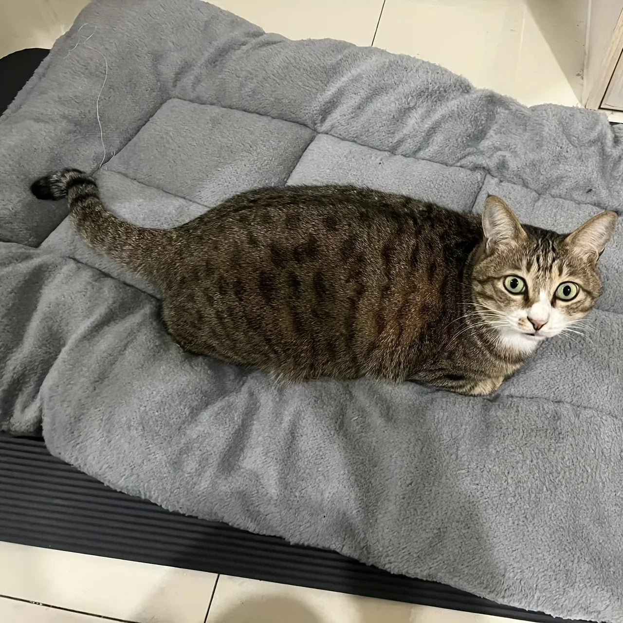 Extra-Large Plush Pet Bed — Super Soft Thick Polyester Dog & Cat Sofa, House, and Cage Mat