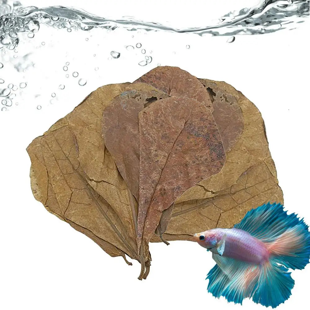 Aquarium Almond Catappa Leaves – Betta & Shrimp Fish Tank Accessories for Creating a Rainforest Environment