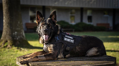 Large Dog Harness & Leash Set — Training & Walking Vest for German Shepherd, Malinois