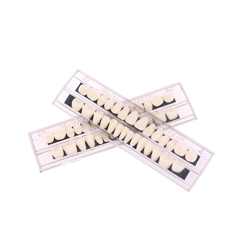 Dental Teeth Teaching Model – Professional Oral Care Training & Dental Material Tool