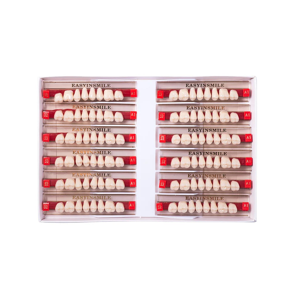 16/12 Set Dental Denture Teeth Model Kit, Upper & Lower Anterior Synthetic Polymer Teeth A2 A3 for Dental Education & Training