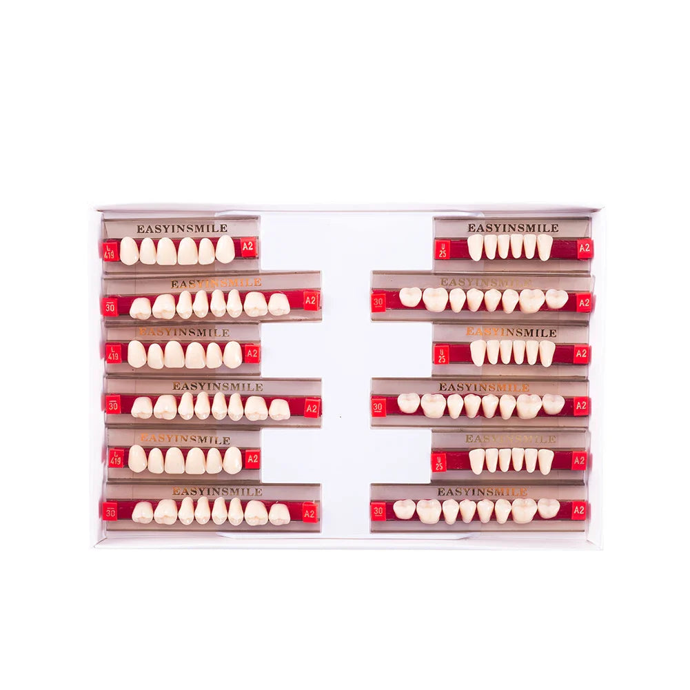 16/12 Set Dental Denture Teeth Model Kit, Upper & Lower Anterior Synthetic Polymer Teeth A2 A3 for Dental Education & Training